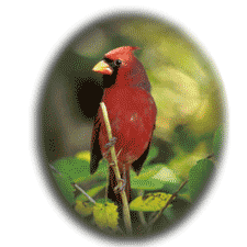 Red Cardinal at Sawmill Ridge